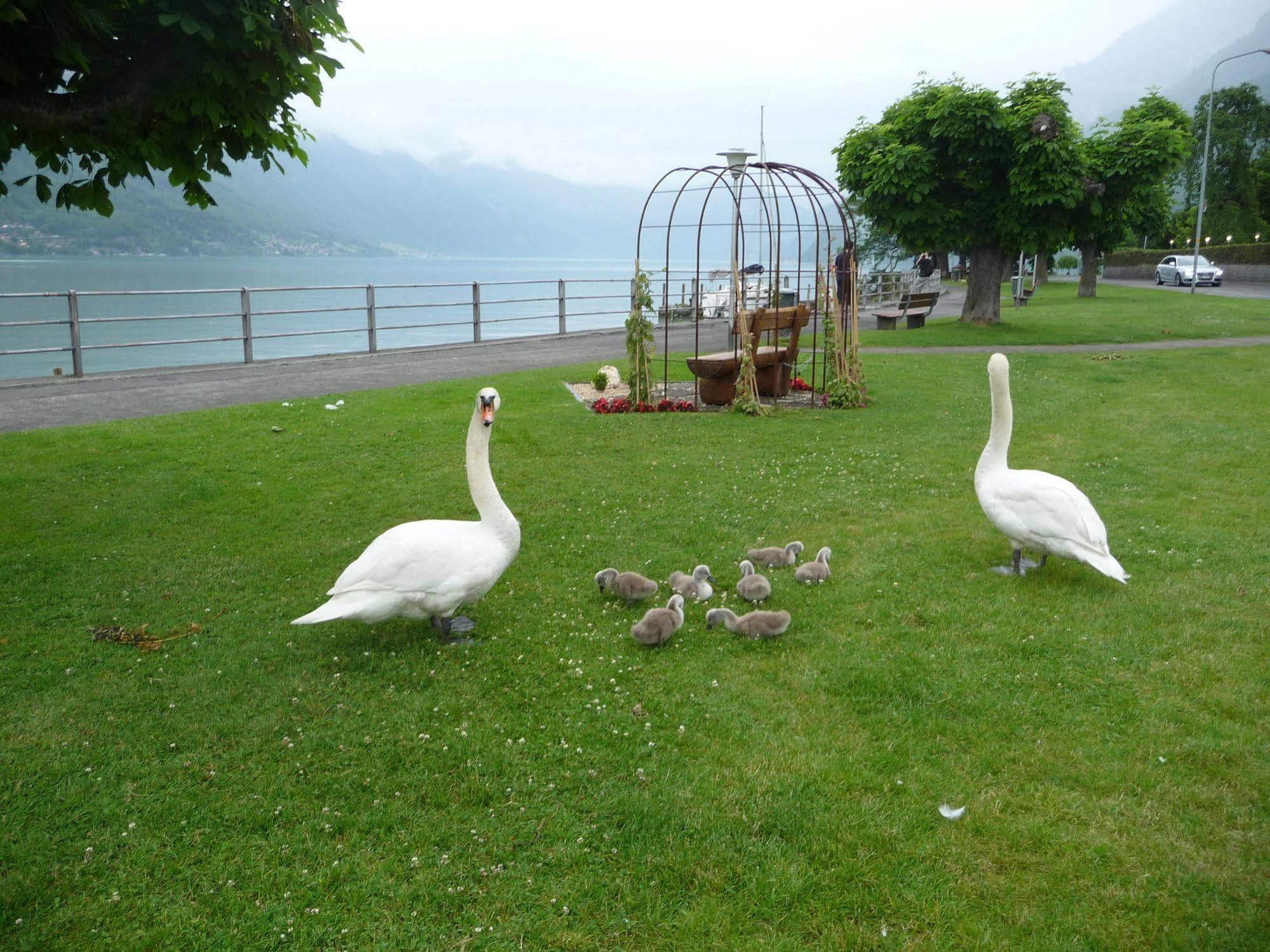 Seiler au Lac Bönigen Extérieur photo
